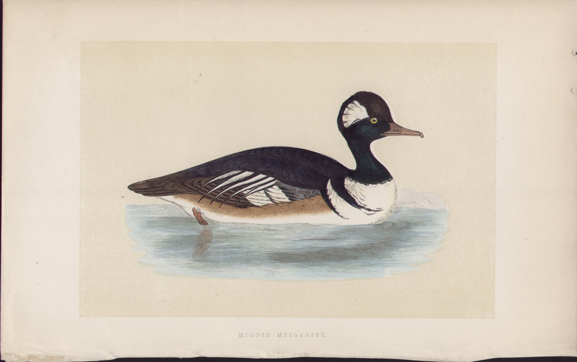 Wood - Hooded Merganser - Fawcett